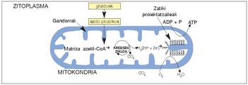 6. Irudia: Zelula eukariotoetan, gluzidoen katabolismo aerobioaren erreakzioak non gertatzen diren.<br>